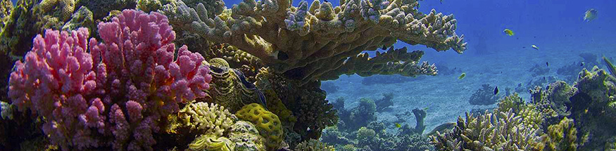 Surveillance du récif Reef Check